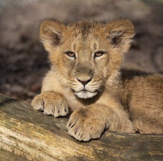 Asiatic Lion (Panthera leo persica), young, portrait, occurrence in India, captive