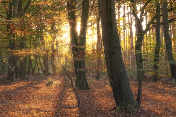 View of an autumnal beech forest at sunset, Neustadt am Rübenberge, Hanover region, Lower Saxony, Germany, Europe