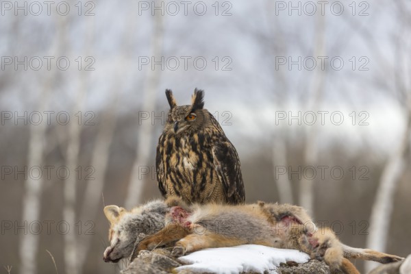 One Eurasian Eagle Owl, Bubo bubo, perched on a carcass of a red fox lying on a rock. A forest in the background