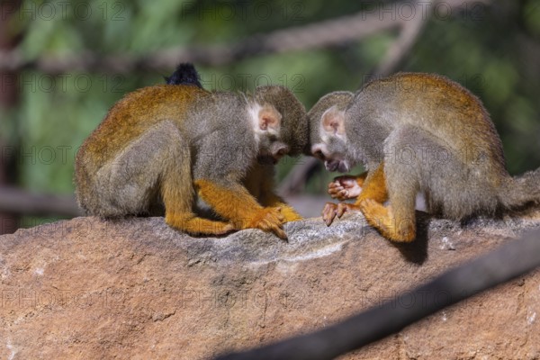 Two baby Central American squirrel monkey, Saimiri oerstedii, sitting on a red rock, playing