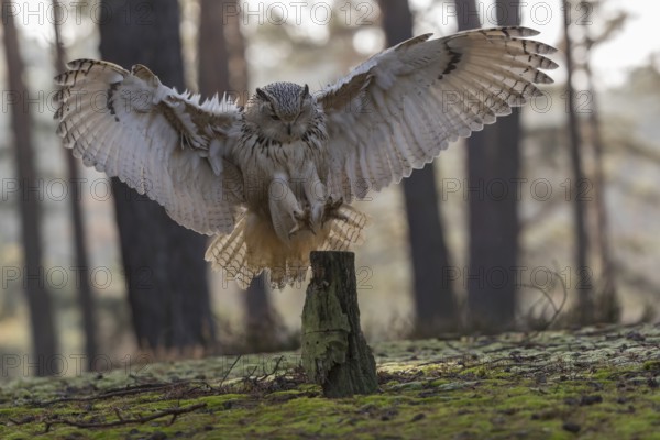 One Siberian Eagle Owl (Bubo bubo sibiricus) landing on a tree stump in a forest