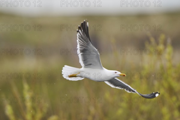Yellow-legged gull (Larus michahellis) flying, Düne, Helgoland, Schleswig-Holstein, Germany, Europe