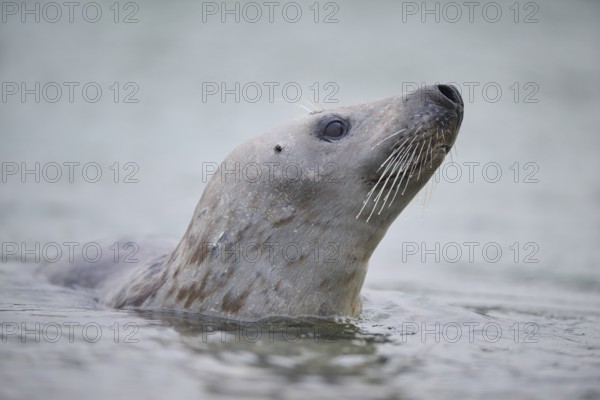 Grey seal (Halichoerus grypus) looking out of the water while swimming in the sea, Düne, Helgoland, Schleswig-Holstein, Germany, Europe