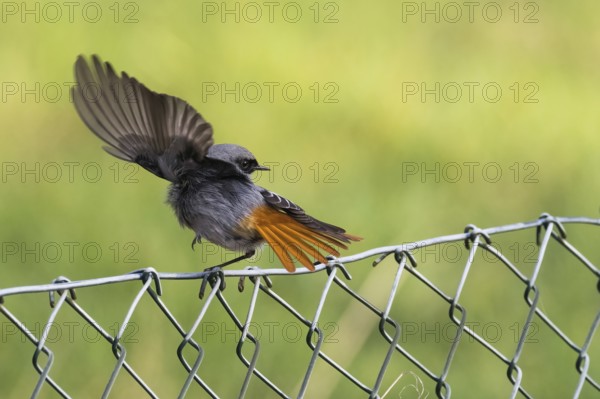 A redstart (Phoenicurus ochruros), male, hopping with spread wings on a wire mesh fence, Hesse, Germany, Europe