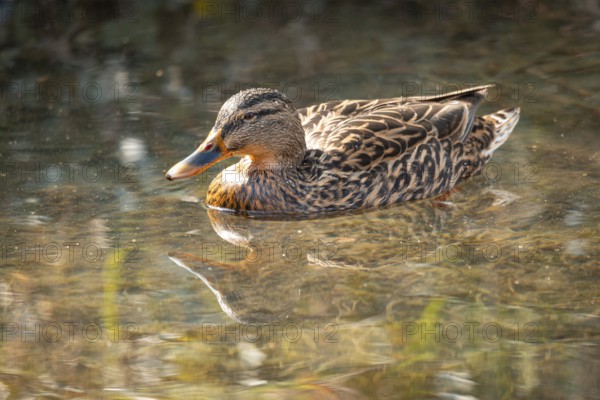 A female mallard (Anas platyrhynchos) swimming in calm water, Ternitz Lower Austria, Austria, Europe