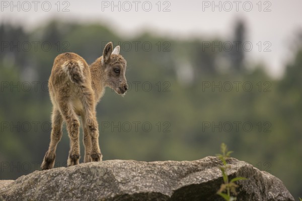 One baby ibex (Capra ibex) climbing on rocks. Some green vegetation around and a forest in the background
