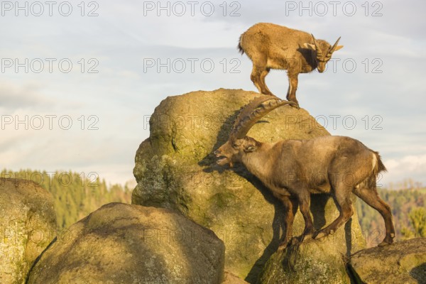Two ibex (Capra ibex), a male and a female, play on a rock in the last light of the day