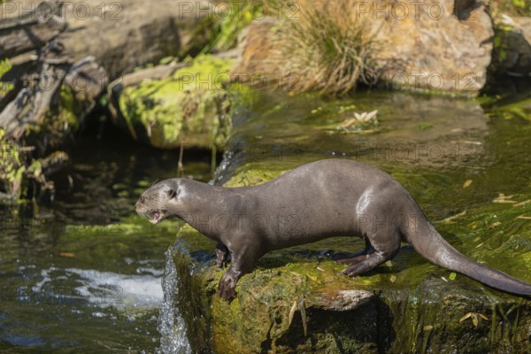 One giant otter or giant river otter (Pteronura brasiliensis) standing on a mossy rock above a little cascade