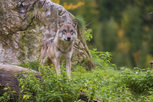 A eurasian gray wolf (Canis lupus lupus) stands on a hill between rocks and logs, watching something