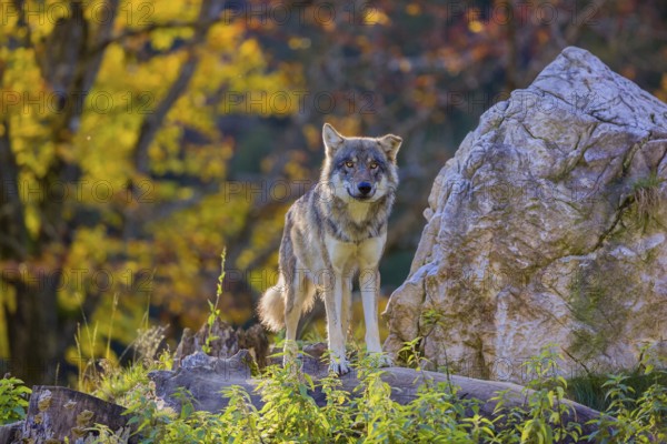 One eurasian gray wolf (Canis lupus lupus) stands on a log in front of a rock between green vegetation, observing the area. Intensive fall colours in the background