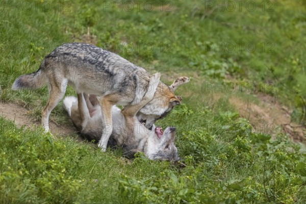 Two adult male eurasian gray wolves (Canis lupus lupus) playing on a green meadow