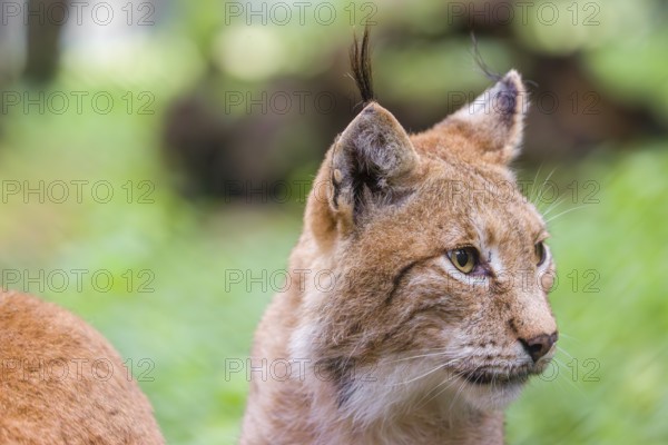 Portrait of Eurasian lynx (Lynx lynx)