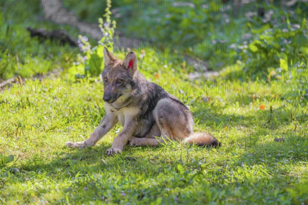 A small-sized gray wolf pup (Canis lupus lupus) sits on a green meadow and scratches himself with his hindleg