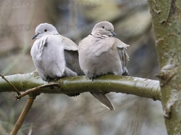 Collared Doves (Streptopelia decaocto), pair sitting on tree branch, island of Texel, Holland