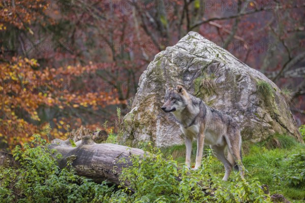 An adult male eurasian gray wolf (Canis lupus lupus) stands on a log in front of a rock, observing the area. A forest in fall foliage is in the background