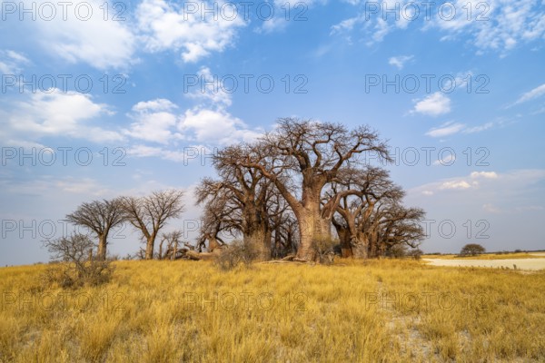 Babobabs on the edge of a salt pan, Baine's Baobabs, Nxai Pan National Park, Botswana, Africa