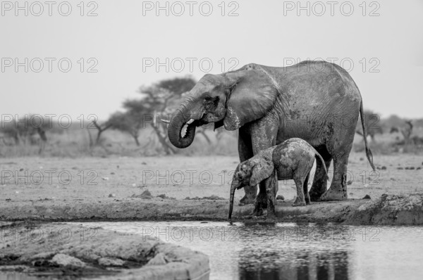 African elephant (Loxodonta africana), mother with young, drinking at the waterhole, black and white photograph, Nxai Pan National Park, Botswana, Africa