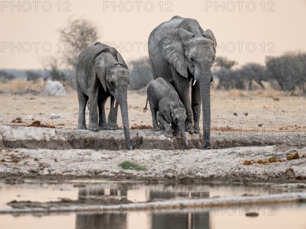 African elephant (Loxodonta africana), mother with young, drinking at a waterhole, at sunset, Nxai Pan National Park, Botswana, Africa