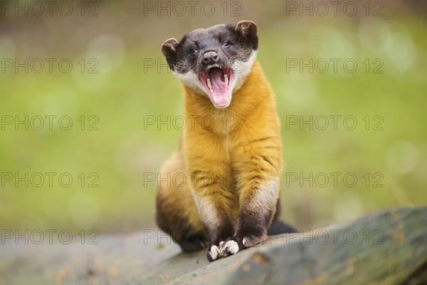 Yellow-throated marten (Martes flavigula) on an old tree trunk, Germany, Europe