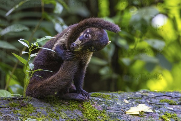 Coati (Nasua narica) biting its own tail, Mammals (Mammalia), Alajuela, Costa Rica, Central America
