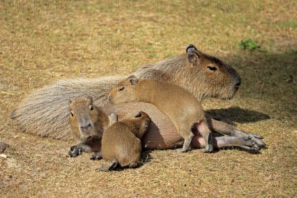 Capybara (Hydrochoerus hydrochaeris), capybara, adult, female, mother, young, on land, group, social behaviour, siblings, South America