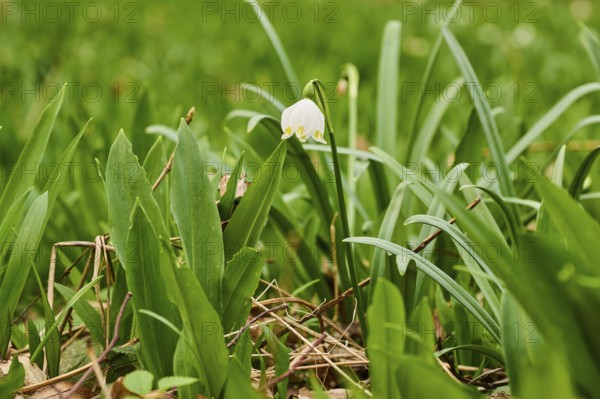Spring snowflake (Leucojum vernum) blooimg in the middle of wild garlic (Allium ursinum) growing in a forest in spring, Bavaria, Germany, Europe