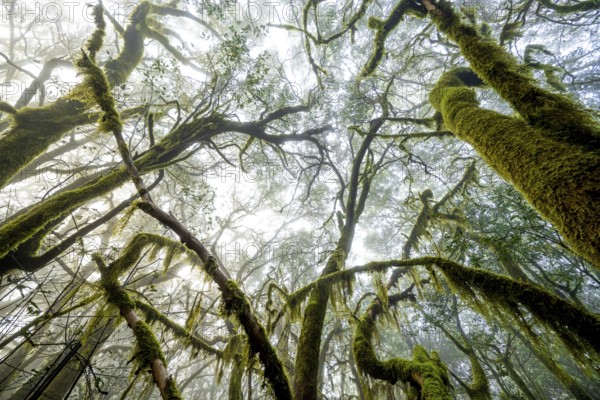 Treetops, laurel trees with mosses and lichens, Garajonay National Park, La Gomera, Canary Islands, Spain, Europe