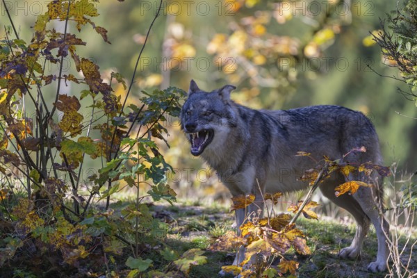 One yawning eurasian gray wolf (Canis lupus lupus) standing on a small hill between fall foliage. Backlit condition