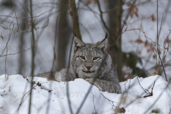 Eurasian lynx, Lynx lynx, resting in snow covered forest