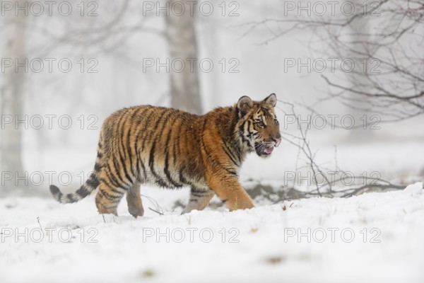 One young Siberian Tiger, Panthera tigris altaica, running thru an open forest with dense fog in the background