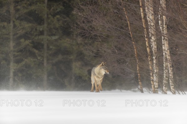 One male eurasian gray wolf (Canis lupus lupus) walking thru deep snow during snow fall. A forest in the background
