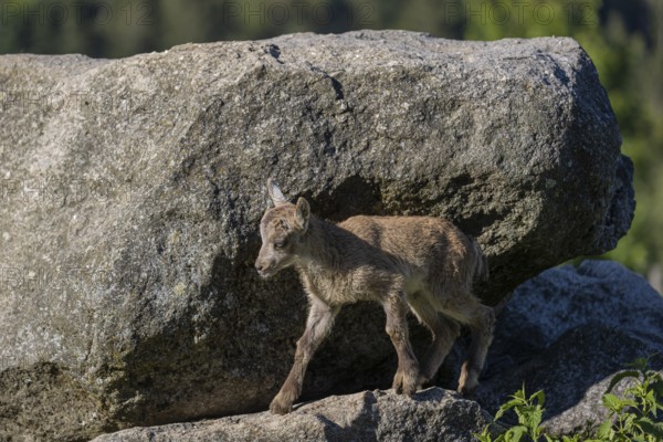 One baby ibex (Capra ibex) walking between rocks. Some green vegetation around