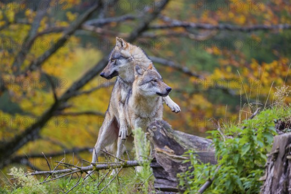 Two eurasian gray wolves (Canis lupus lupus) meet on a hill, show some social behaviour. A forest in fall colours in the background