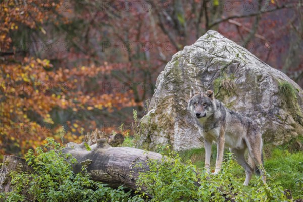 An adult male eurasian gray wolf (Canis lupus lupus) stands on a log in front of a rock, observing the area. A forest in fall foliage is in the background