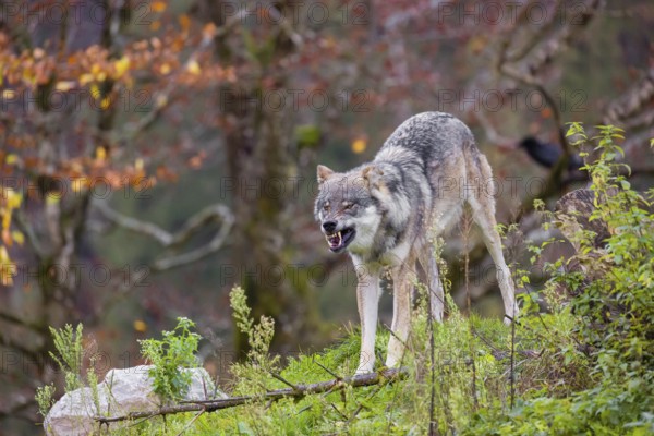 An adult male eurasian gray wolf (Canis lupus lupus) stretches himself on a green meadow on hilly terrain. A common raven (Corvus coral) is sitting in a tree behind him
