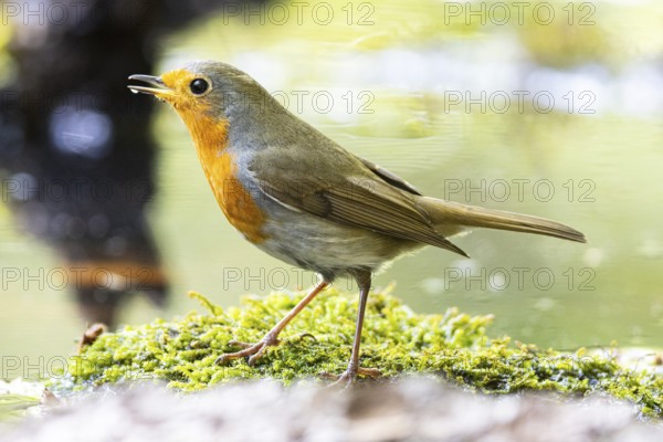 European robin (Erithacus rubecula) Germany#