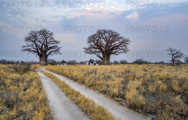 Road, track between yellow dry grass leads to baobabs, Nxai Pan National Park, Botswana, Africa