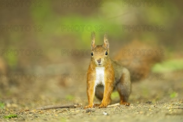 Red squirrel (Sciurus vulgaris) in a forest, Bavaria, Gernany