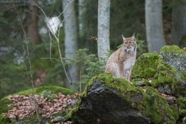 Eurasian lynx (Lynx lynx) Bavaria, Germany, Europe