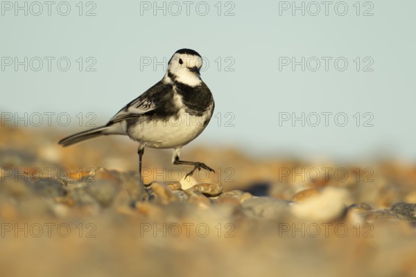 Pied wagtail (Motacilla alba) adult bird walking on a shingle beach, England, United Kingdom, Europe