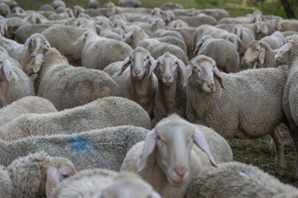A herd of Merinoland sheep in the pasture, Thuisbrunn, Upper Franconia, Bavaria, Germany, Europe