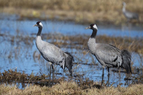 Common crane (Grus grus), Hornborga, Sweden, Europe