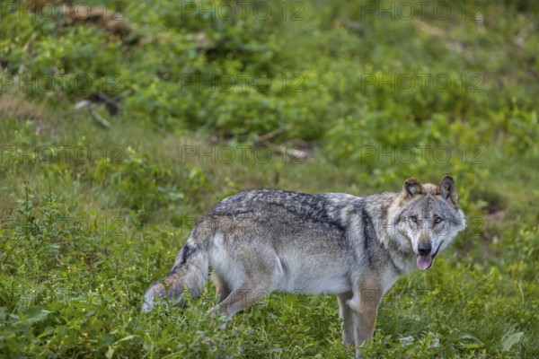 One adult male eurasian gray wolf (Canis lupus lupus) running through the green undergrowth at a forest edge