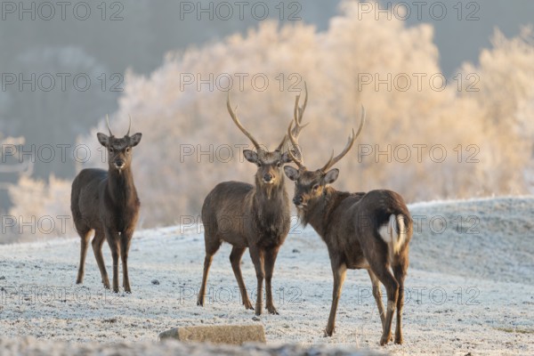 Three Japanese sika deer stags (Cervus nippon nippon) stand on a meadow in hilly terrain. A forest covered in hoarfrost can be seen in the background