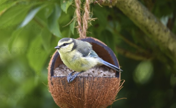 Young blue tit eating shelled sunflower seeds from a coconut, Schleswig-Holstein, Germany, Europe