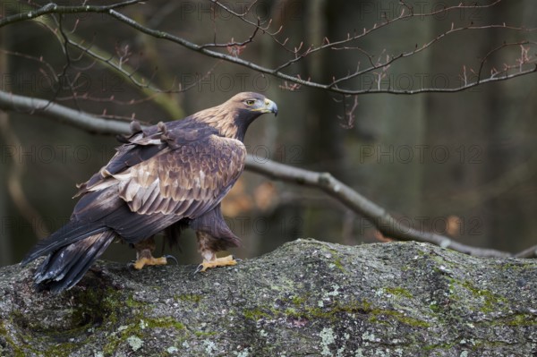 Golden eagle on a tree (Aquila chrysaetos) Bavaria, Germany, Europe