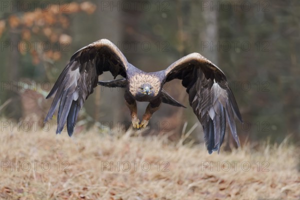 Golden eagle in flight (Aquila chrysaetos) Bavaria, Germany, Europe