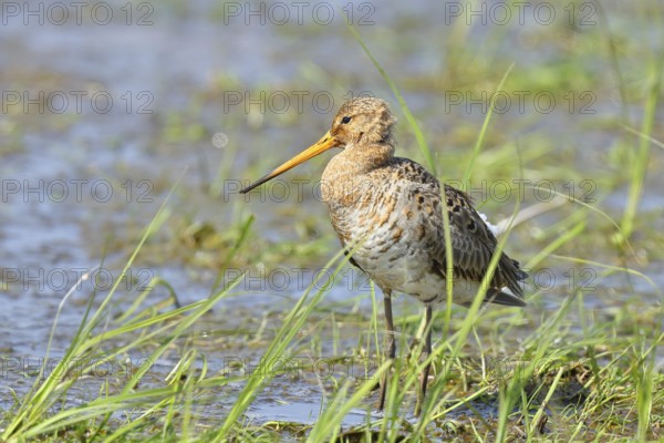 Black-tailed godwit (Limosa limosa) walking in shallow water in a moor, Ochsenmoor, Dümmer See, Hüde, Lower Saxony, Germany, Europe