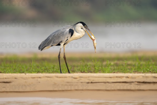 Cocoirei heron (Ardea cocoi), standing on the riverbank eating a fish, North Pantanal, Poconé, Mato Grosso, Brazil, South America