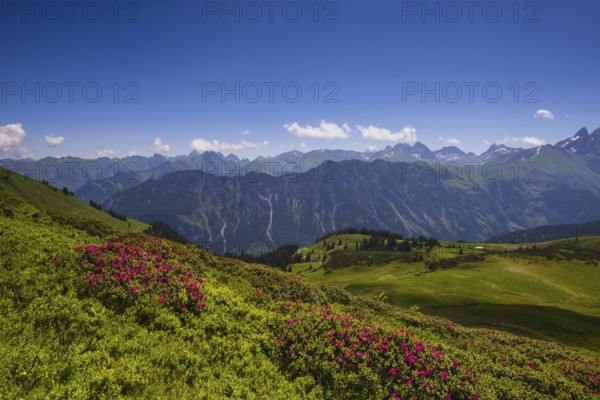 Alpine rose blossom on the Fellhorn, behind it the Allgäu Alps, Allgäu, Bavaria, Germany, Europe